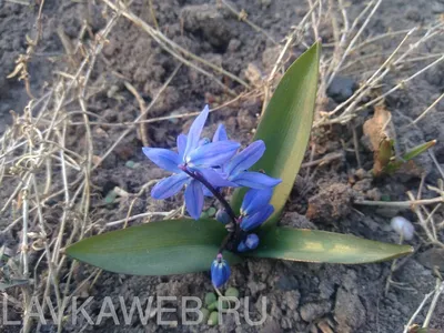 Голубые цветы пролески в лесу весной | Премиум Фото