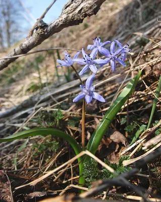 Banstead Woods: легенды об Анне Болейн и пролеске английской