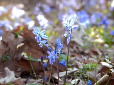 Пролеска сибирская (Scilla siberica)