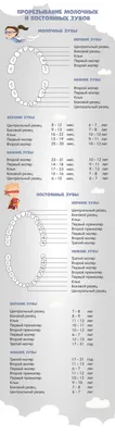 Прорезывание зубов у детей - порядок, схема, сроки прорезывания молочных  зубов у ребенка по месяцам