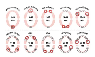 Прорезывание молочных и постоянных зубов – Dentistree