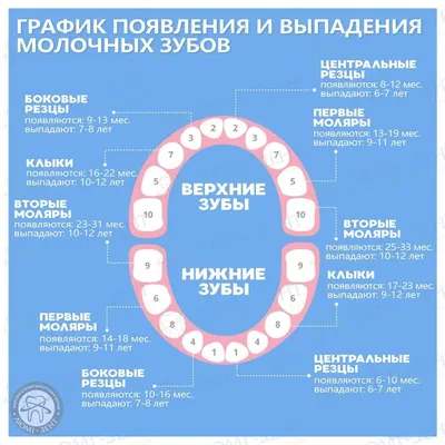 Порядок прорезывания молочных зубов у детей