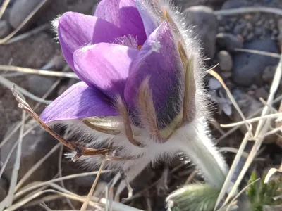 Pulsatilla turczaninovii - Изображение особи - Плантариум