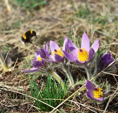 Прострел раскрытый, сон-трава, подснежник, прострел поникший - Pulsatilla  patens (L.) Miller - P. multifida (Pritzel) Juz. - P. flavescens (Zucc.)  Juz. - P. ovczinnikovii Max. | Дикорастущие полезные растения| Активный  отдых, туризм,