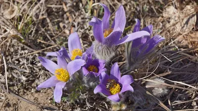 Пульсатилла цветок (Много фото в статье) - treepics.ru