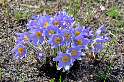 Травы Байкала.: Прострел Турчанинова.-Pulsatilla turczaninovii Kryl.