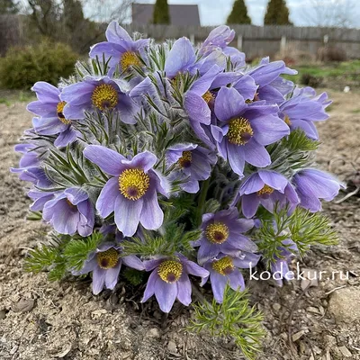 Прострел Турчанинова (Pulsatilla turczaninovii) - купить семена