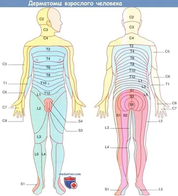 Протрузия межпозвонкового диска - лечение в Киеве - Vertebra