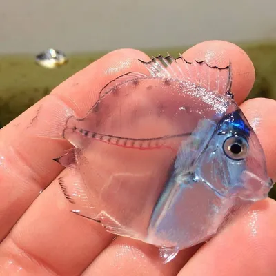 Эта прозрачная рыбка – малек рыбы-хирурга. | На рыбалку | Дзен
