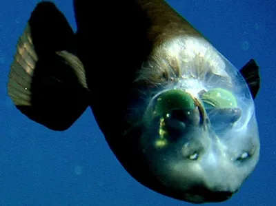 Рыба с прозрачной головой - Детский Портал Знаний