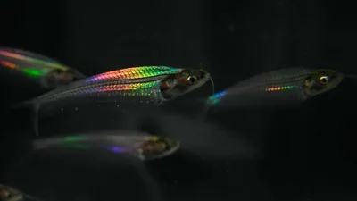 Эти прозрачные рыбки переливаются радужным белым светом. Теперь мы знаем  почему. | |Когнитоман| | Дзен