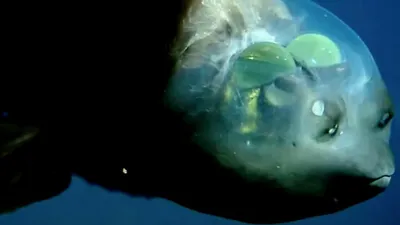 Странную рыбу с прозрачной головой заметили у побережья США | Пикабу