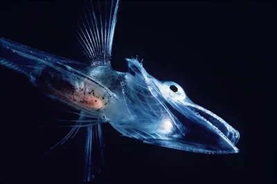 Акватрейс - Прозрачные рыбы бывают? ДА! 😃 Например, как этот стеклянный  окунь. Очень неприхотливая и мирная рыба для любого домашнего аквариума.  Если Вы только купили аквариум или собираетесь это сделать, то рекомендуем