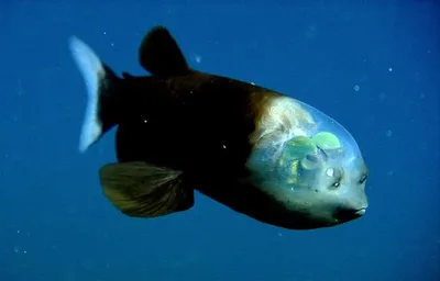 20+ прозрачных рыб и других животных (ФОТО) | Удивительные списки | Дзен