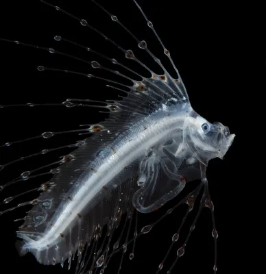 Белокровная рыба: Вместо крови у них прозрачный антифриз! Зачем  антарктические рыбы заменили кровь на странное вещество? | Пикабу