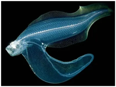 Практически прозрачные рыбы хирурги | Марина | Дзен