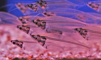 Невероятные прозрачные рыбы | Шишкин Лес | Дзен