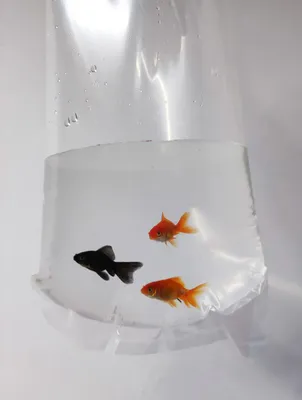 Декоративная емкость для рыб, чаша для золотой рыбки, пластиковые прозрачные  украшения, Легкий аквариум для рыбы | AliExpress