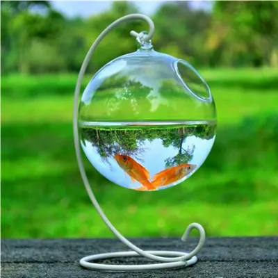 🚩 Морские и аквариумные прозрачные «стеклянные» рыбки