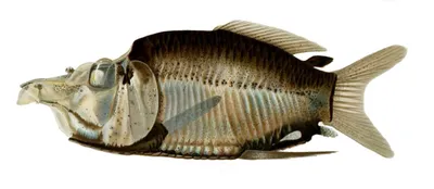 В Мьянме открыли новый вид прозрачных рыб с крошечным мозгом. Фото - МЕТА
