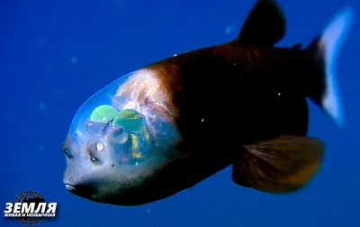 Рыба с прозрачной головой: думаешь, что это глаза, а это не так | Смысл  Слов | Дзен