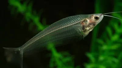 Рыба баррель: Глубоководный чудак с вращающимися глазами и прозрачной  головой