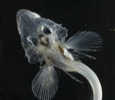 Мексиканская тетра: Эта рыба променяла солнечные озёра на тёмные пещеры.  Она стала прозрачной, а её глаза заросли | Пикабу