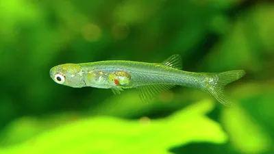 В Мьянме обнаружили прозрачную рыбу с крошечным мозгом - РИА Новости,  23.09.2021