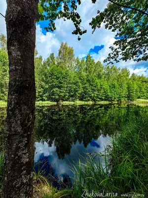 Лесной пруд в дождь — Фото №175135