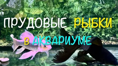 Tetra Pond Sticks корм для прудовых рыб в палочках купить в Новосибирске