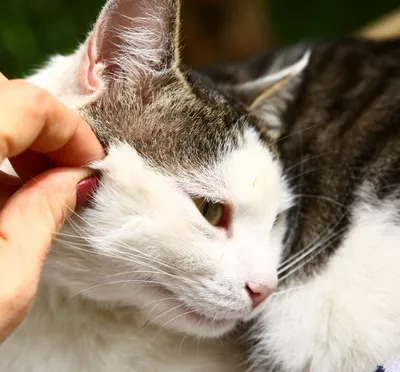 Clinica veterinara Esculap-Vet Vasile Buza - Отодектоз у кошек Отодектоз —  это распространенный недуг у кошек, который вызван клещом Otodektos  cynotis. Эти клещи паразитируют на поверхности кожного покрова, наиболее  часто в ушной