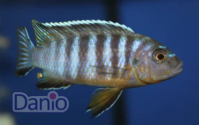 Купить Псевдотрофеус зебра голубая Maylandia zebra var. blue - Danio.com.ua