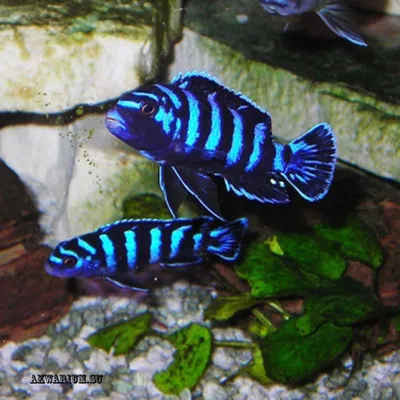 Pseudotropheus Demasoni (Псевдотрофеус демасони)