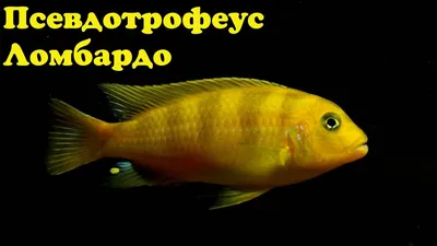 Псевдотрофеус зебра - красный (Pseudotropheus zebra) | Aquarium-Style