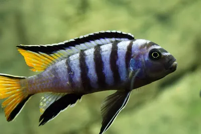 Псевдотрофеус полит (Pseudotropheus polit): описание, содержание и уход,  разведение, фото