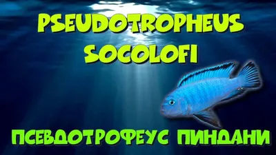 Псевдотрофеус Зебра RR (мальки) купить Цена: руб. ➔ 7.00 руб. в наличии  артикул .