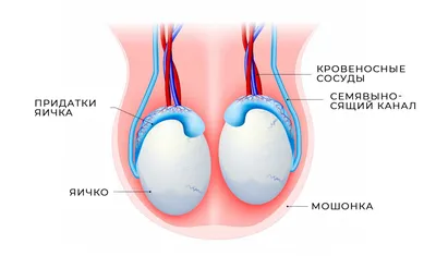 Псориаз на половых органах - Vitimed | Лечение в домашних условиях