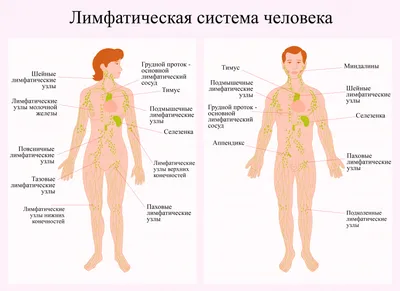 Медицинские мифы. Псориаз – экспертный материал, Lahta Clinic