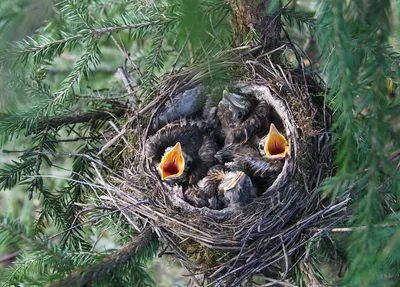 Мой фотоархив птичьих малышей: птенцы, слётки, молодые птички (18 видов) |  Маленькие открытия | Дзен