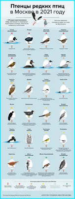 Как выглядят птенцы разных видов птиц. - ЯПлакалъ