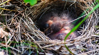 Дни скворцов в гнезде с камерой наблюдения проходят в кормлении птенцов |  Looduskalender