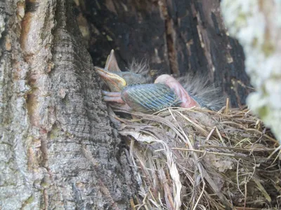 Птенцы учатся летать и падают с деревьев. Не забирайте их в квартиру! |  greenbelarus.info