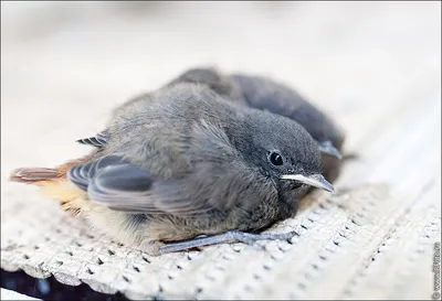 В Одесской области красивые птицы вывели забавных птенцов