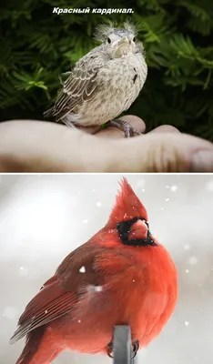 Как выглядят птенцы разных видов птиц. - ЯПлакалъ