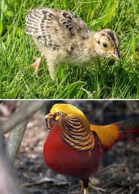 Как выглядят птенцы разных птиц | Пикабу
