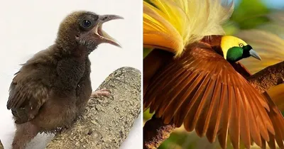 Особенности кормления птенцов и слетков разных видов птиц. | Пикабу