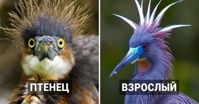 Сравнение крошечных птенцов разных видов птиц с их взрослыми особями / В  мире животных / magSpace.ru