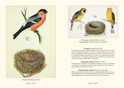 Как выглядят птенцы разных птиц | Пикабу