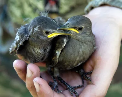 Установлено, что птенец буроголовки лучше справляется с двумя сородичами по  гнезду - Рамблер/новости