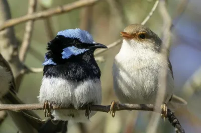 Потепление нарушает нормальное воспроизводство мигрирующих видов птиц | ИА  Красная Весна